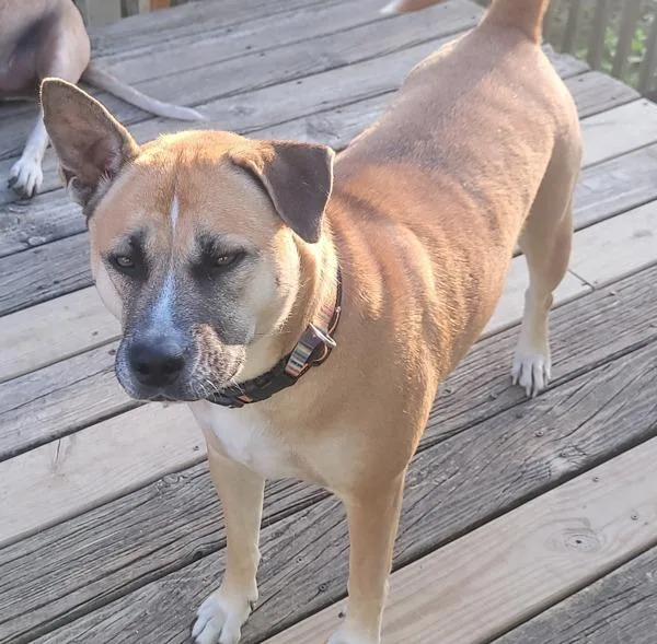 An adult medium-sized female Husky dog named Bellatrix for adoption in Des Moines, IA