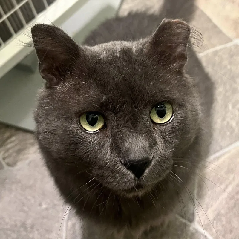 Thatcher thumbnail 2