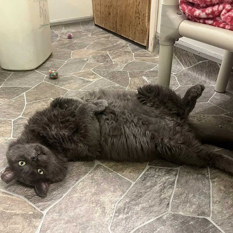 Thatcher thumbnail 3