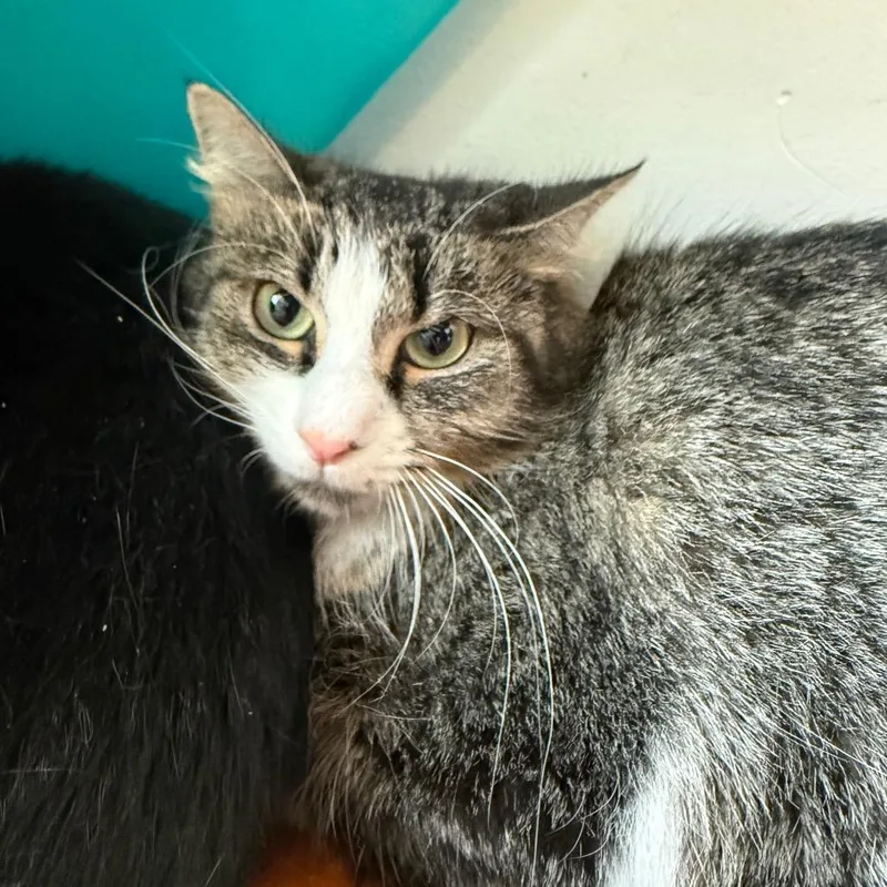 An adult medium-sized female Brown / Chocolate Domestic Medium Hair cat named Frida for adoption in Chicago, IL