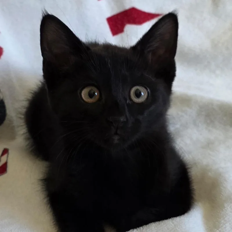 A baby small-sized female Black Domestic Short Hair cat named Faith for adoption in Yuma, AZ