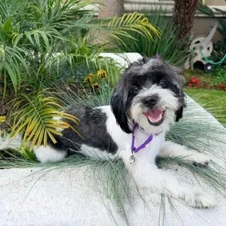 A young small-sized female Shih Tzu dog named Pippi for adoption in Santa Monica, CA