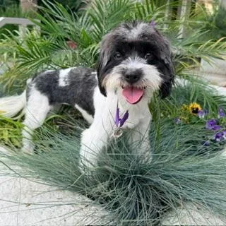 Pippi thumbnail 3
