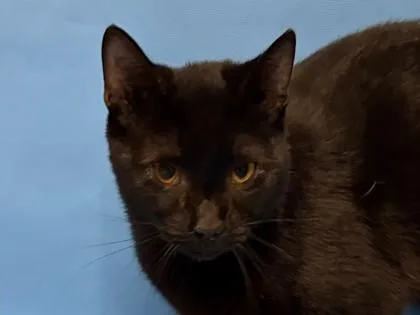 An adult small-sized male Domestic Short Hair cat named Sylvester McMonkey McBean for adoption in Golden Valley, MN