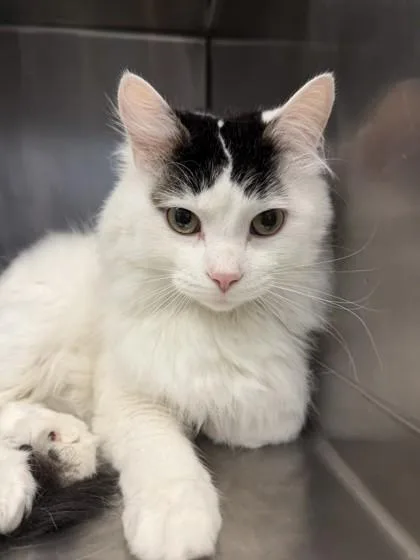 An adult medium-sized male Black & White / Tuxedo Domestic Long Hair cat named Chowder for adoption in Lafayette, IN