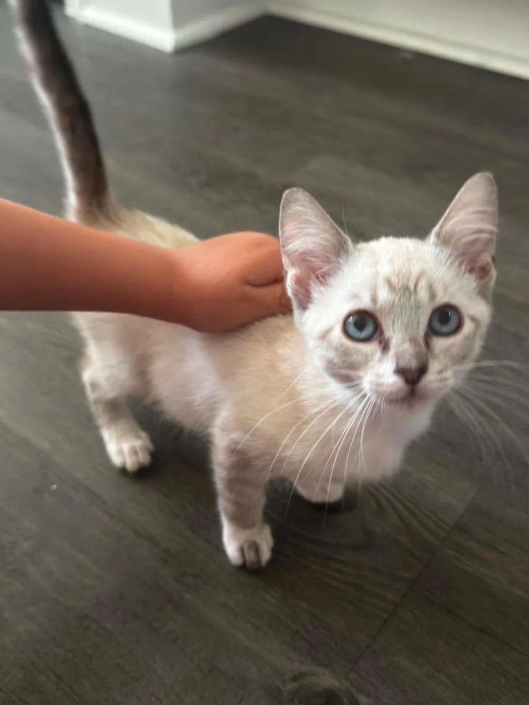 A baby small-sized female Siamese cat named Marie for adoption in Darien, GA
