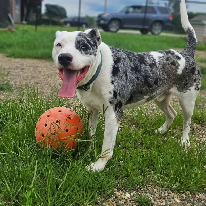 An adult large-sized male Merle (Blue) Mixed Breed dog named Duke for adoption in Monticello, IA