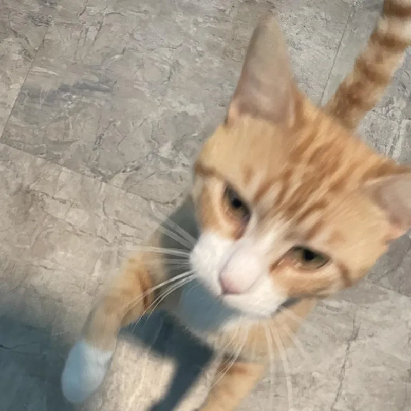 A young medium-sized male Orange / Red Domestic Short Hair cat named Othello for adoption in Mundelein, IL