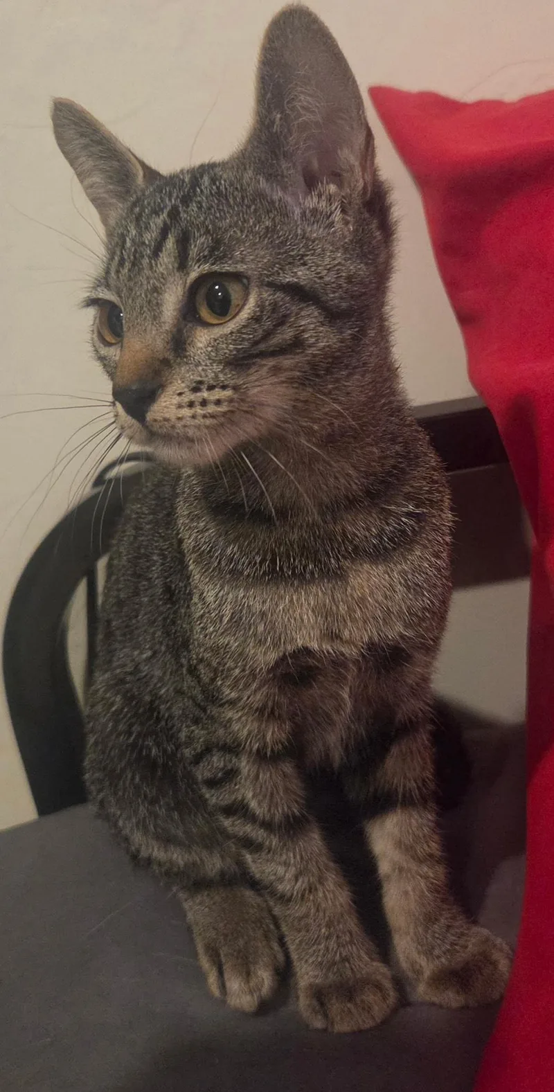 A baby small-sized female Tabby (Brown / Chocolate) Tabby cat named Siuan for adoption in Tucson, AZ