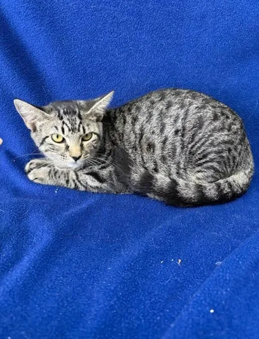 A baby medium-sized female Domestic Short Hair cat named Snow Drop for adoption in Kingsland, GA
