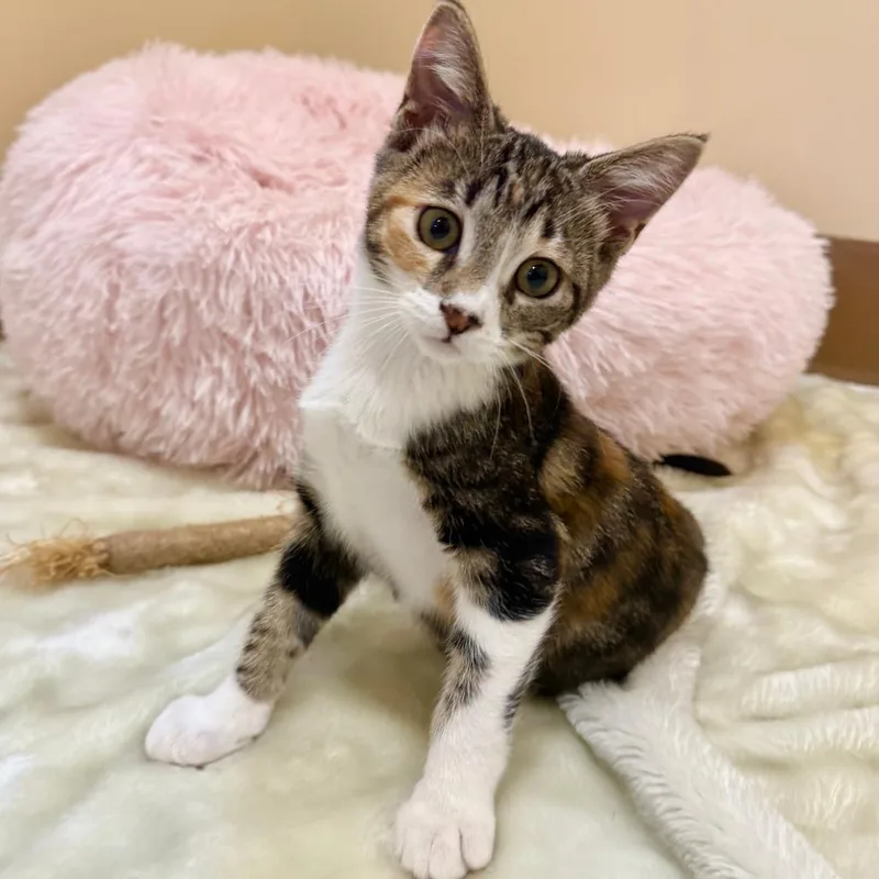 A baby small-sized female Calico Domestic Short Hair cat named Melody for adoption in Agoura Hills, CA