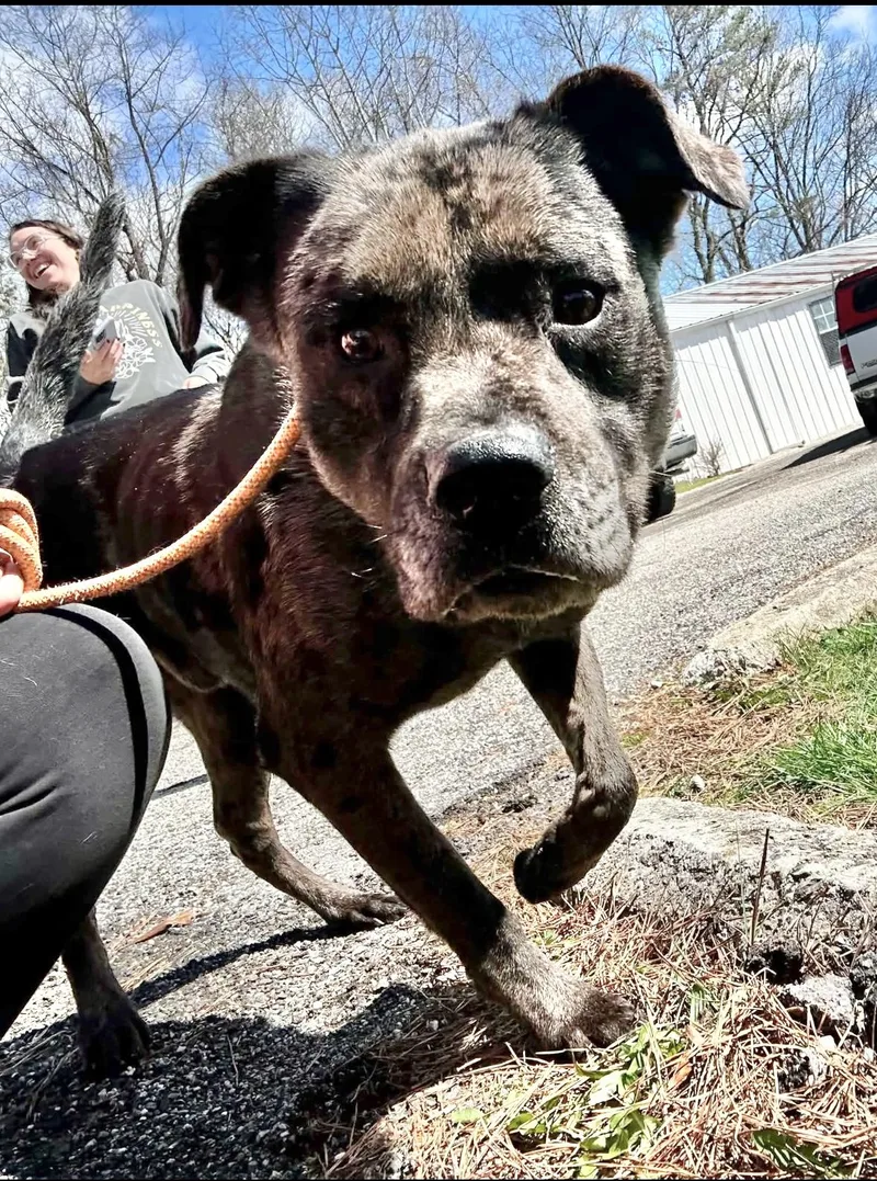 An adult large-sized male Catahoula Leopard Dog dog named Pike for adoption in Manchester, CT