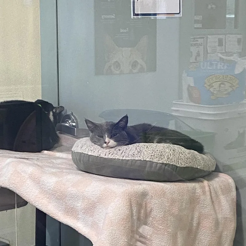 An adult medium-sized male Gray / Blue / Silver Domestic Short Hair cat named Finn for adoption in Lakewood, CO