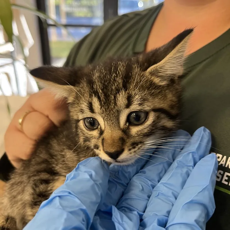 A baby small-sized female Black Domestic Medium Hair cat named Bella for adoption in West Palm Beach, FL