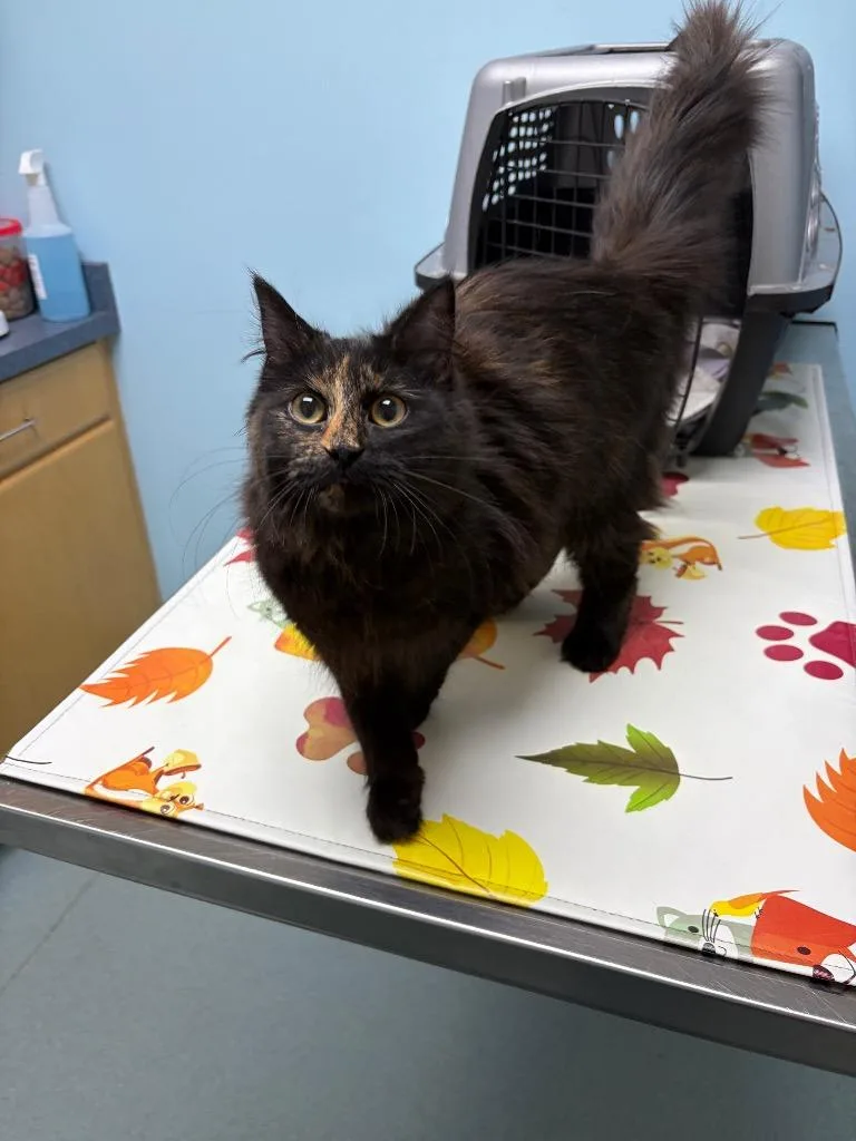 A baby medium-sized female Domestic Long Hair cat named Selene for adoption in Pawtucket, RI