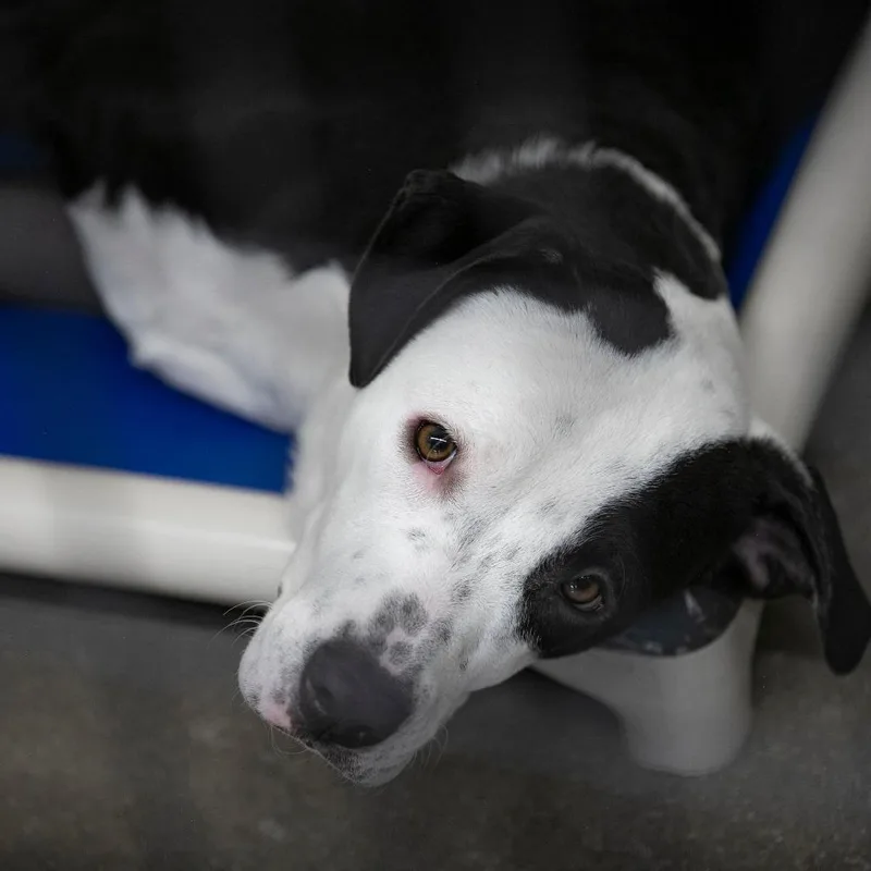 A young medium-sized female Black McNab dog named Tommie for adoption in Peyton, CO