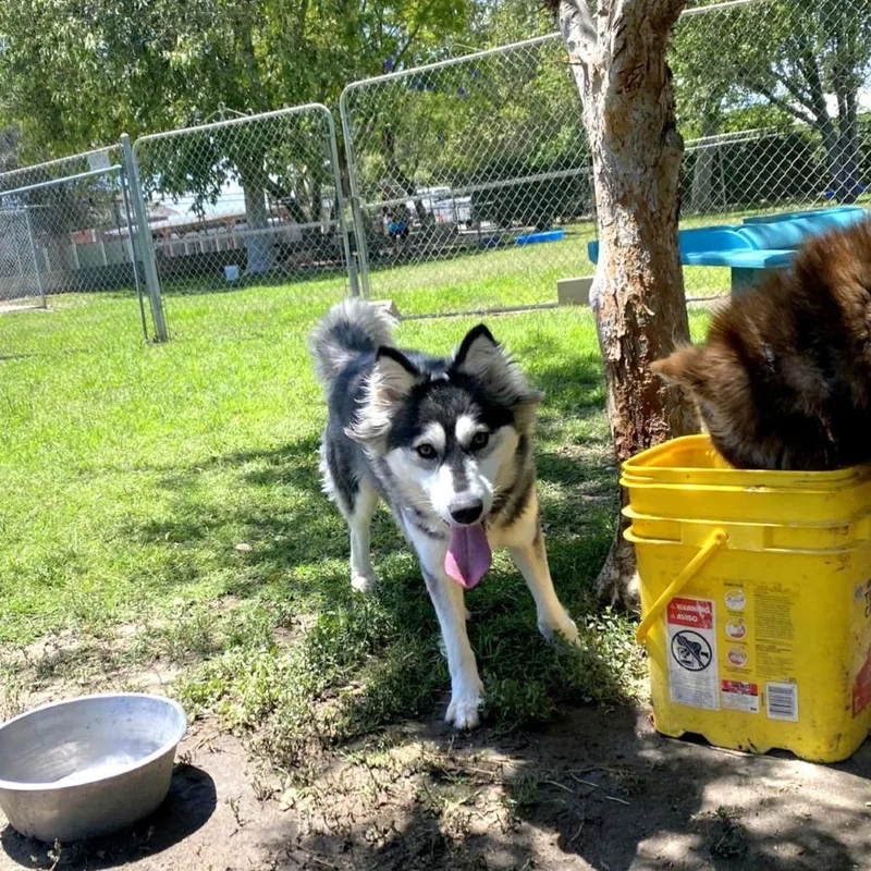A young medium-sized female Black Husky dog named Pretty Girl for adoption in San Jacinto, CA