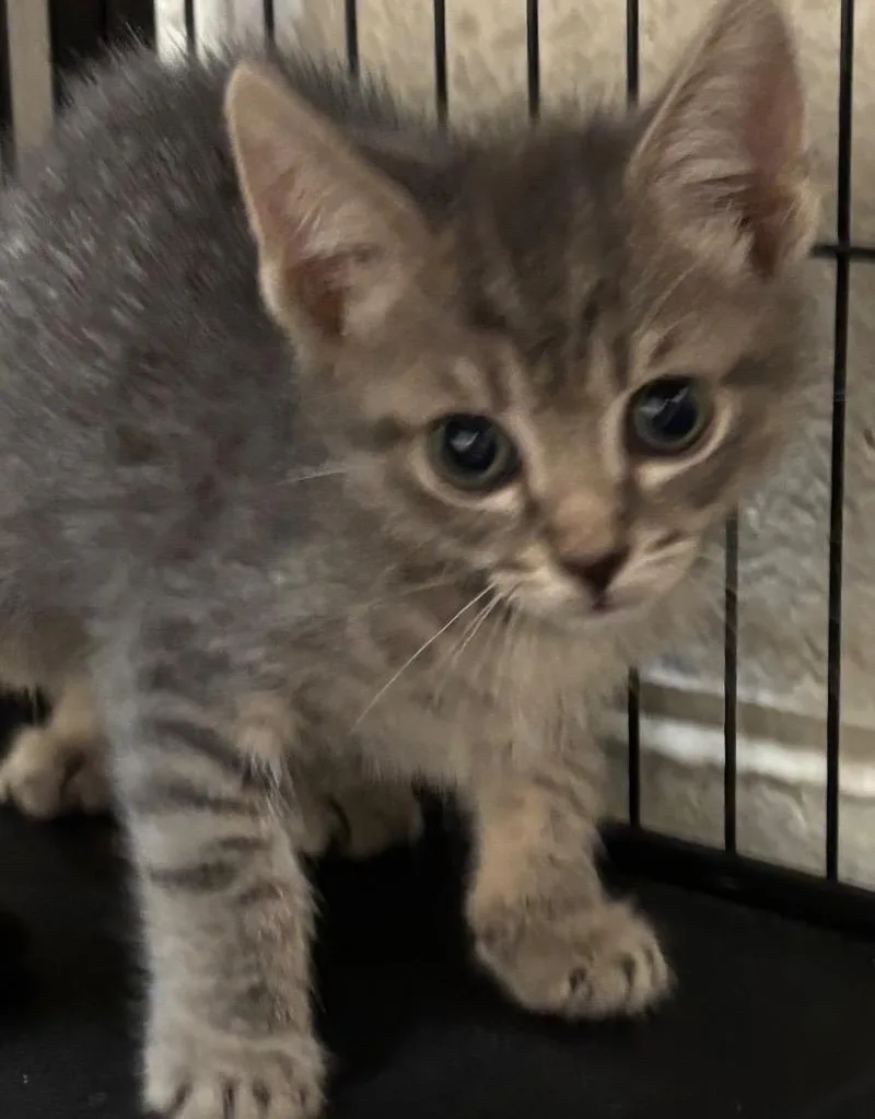 A baby small-sized female Domestic Short Hair cat named Pandora for adoption in Elizabethton, TN