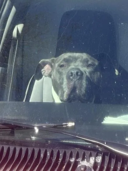 Clifford thumbnail 2