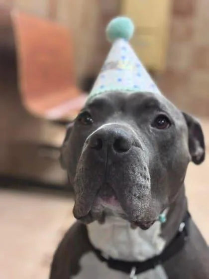 Clifford thumbnail 3