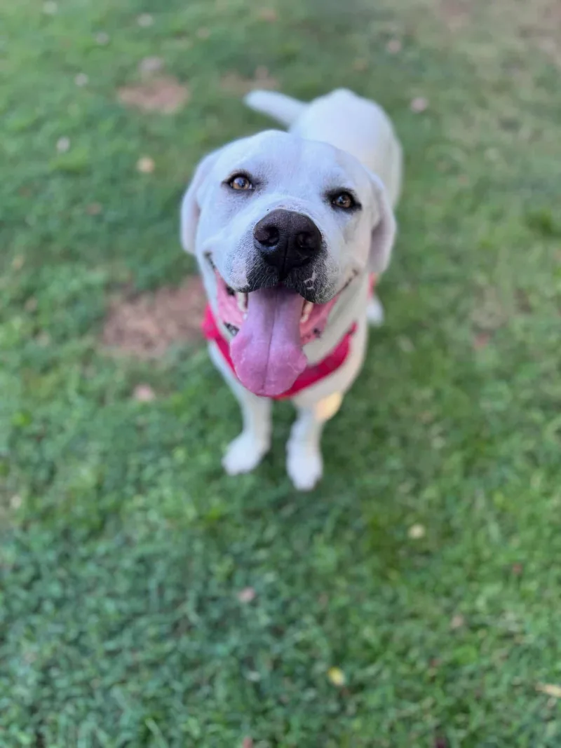 Hubiedoo thumbnail 2