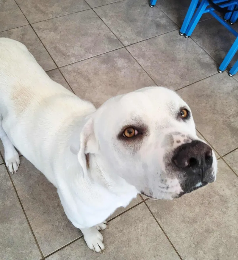 Hubiedoo thumbnail 3