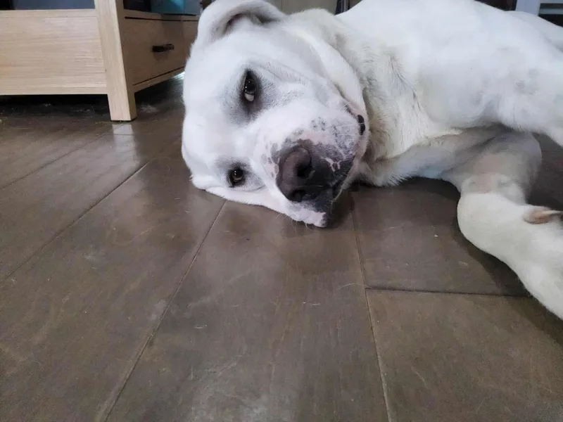 Hubiedoo thumbnail 4