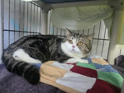 An adult medium-sized male White Exotic Shorthair cat named Captain Sushi for adoption in Key West, FL
