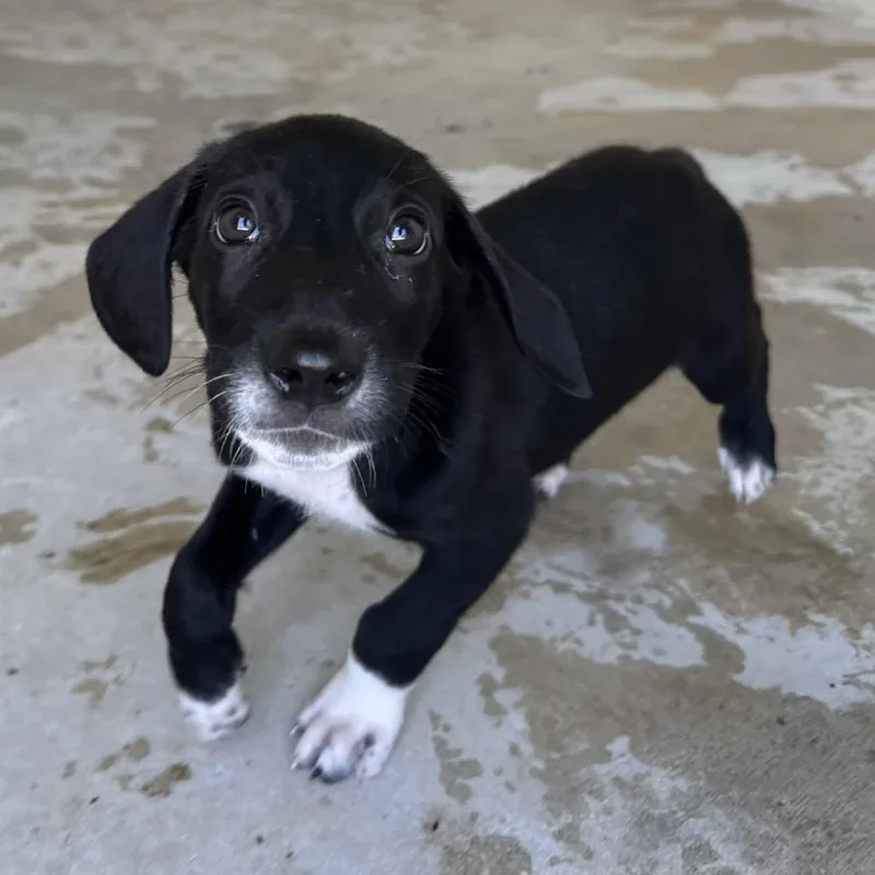 A baby medium-sized male Black Great Dane dog named Whitaker for adoption in LOXAHATCHEE, FL