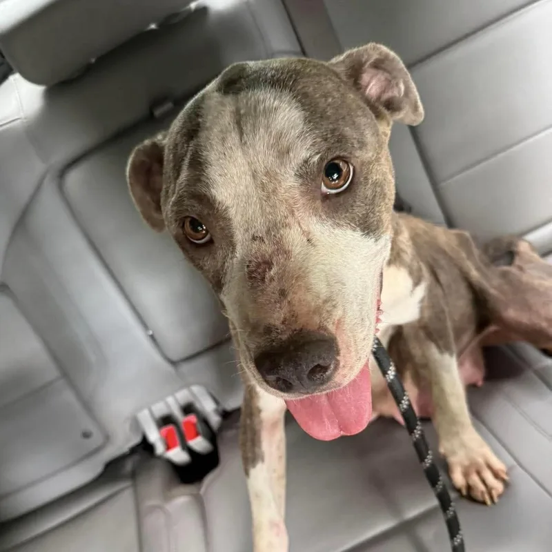 An adult medium-sized female Brindle Pit Bull Terrier dog named Nautica for adoption in Columbia, SC