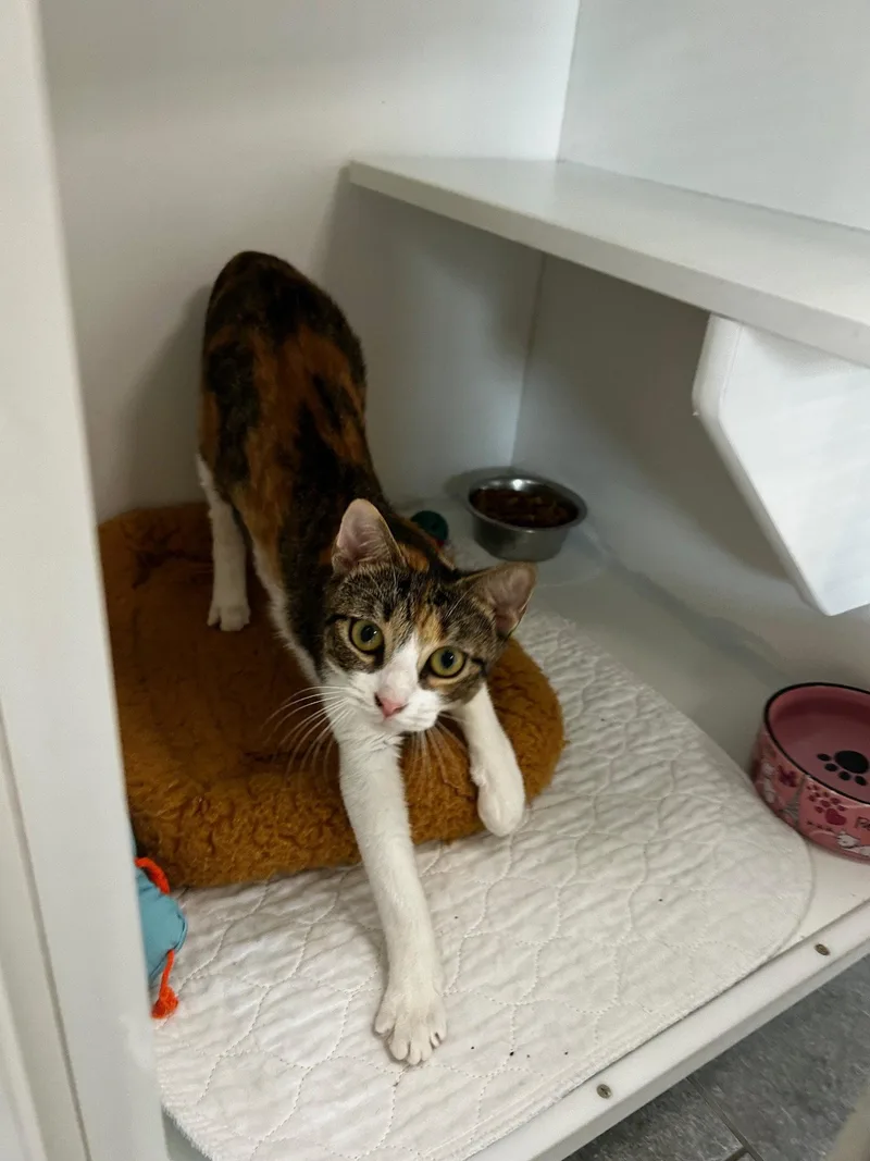 A young medium-sized female Domestic Short Hair cat named Pipette for adoption in Satellite Beach, FL