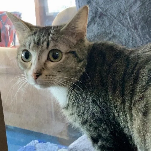 A young medium-sized female Brown / Chocolate Domestic Short Hair cat named Novalee for adoption in Grand Rapids, MN