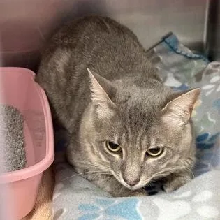 An adult medium-sized male Domestic Short Hair cat named Dash for adoption in Worcester, MA