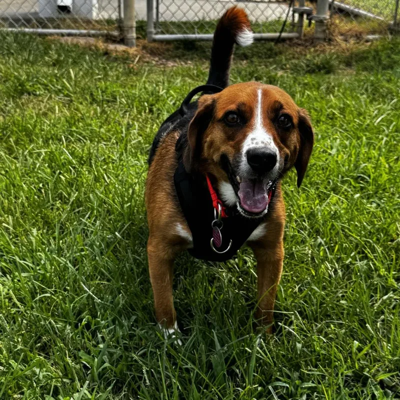 An adult medium-sized male Yellow / Tan / Blond / Fawn Beagle dog named Roko for adoption in Gloucester, VA