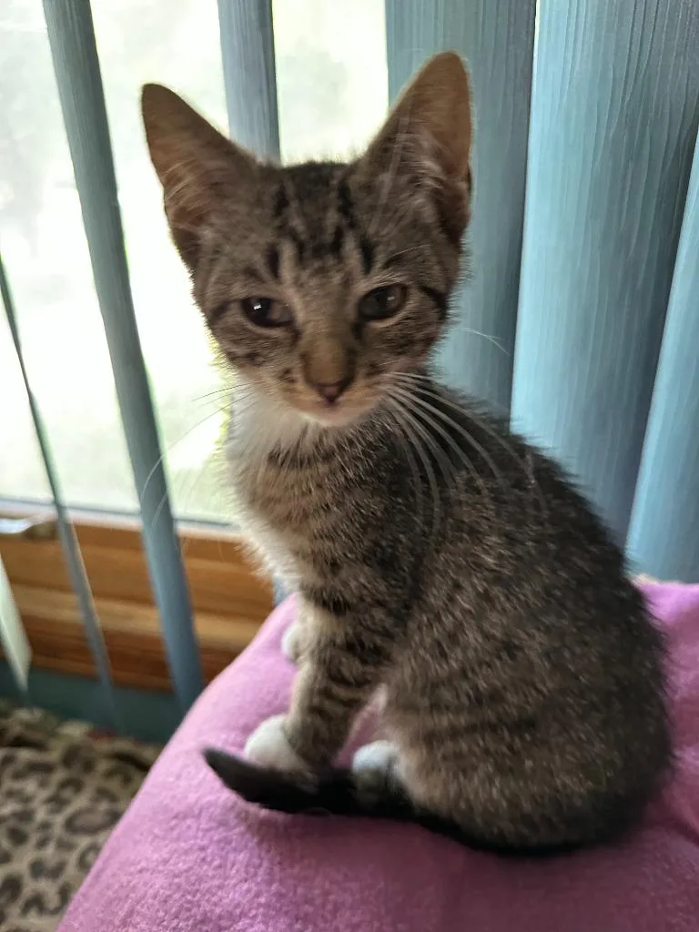 A baby small-sized male Domestic Short Hair cat named Doogie for adoption in Urbandale, IA