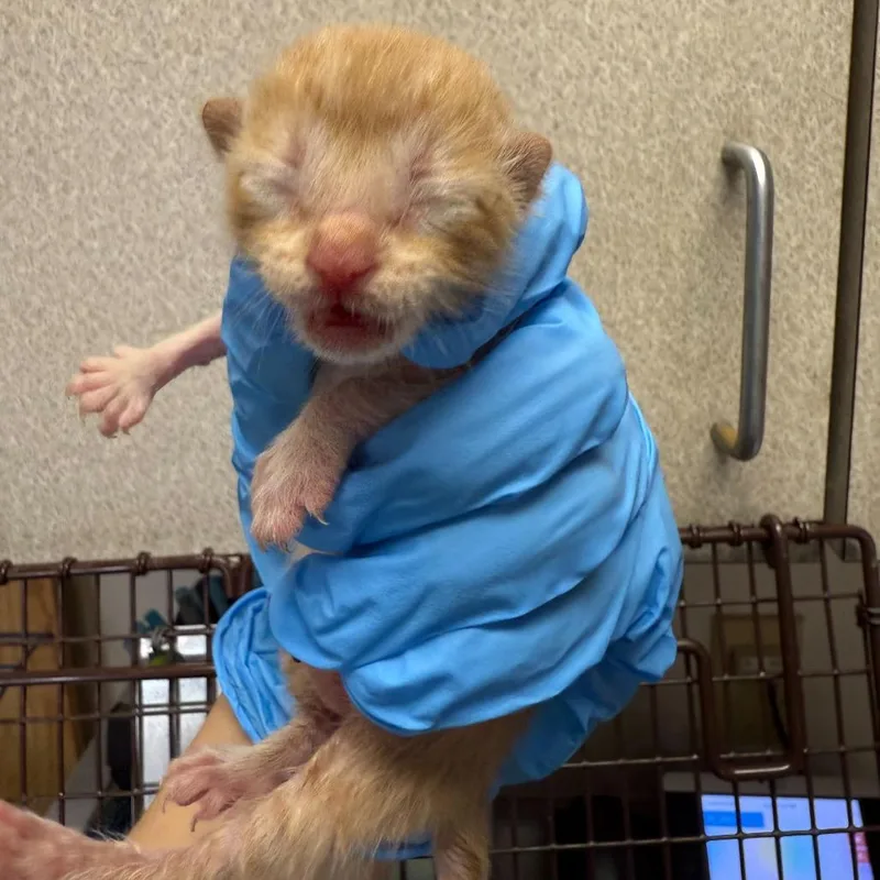 A baby small-sized male Buff / Tan / Fawn Domestic Short Hair cat named Curly for adoption in San Antonio, TX