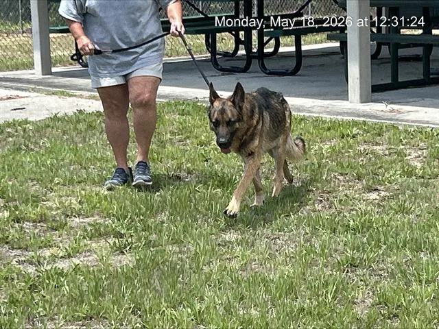 An adult large-sized male German Shepherd Dog dog named A for adoption in Ocala, FL