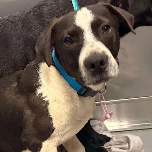 A baby medium-sized male Black Mixed Breed dog named Malachi for adoption in Davenport, IA