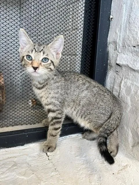 A young small-sized male Tabby (Brown / Chocolate) Domestic Short Hair cat named Ello for adoption in Tyler, TX