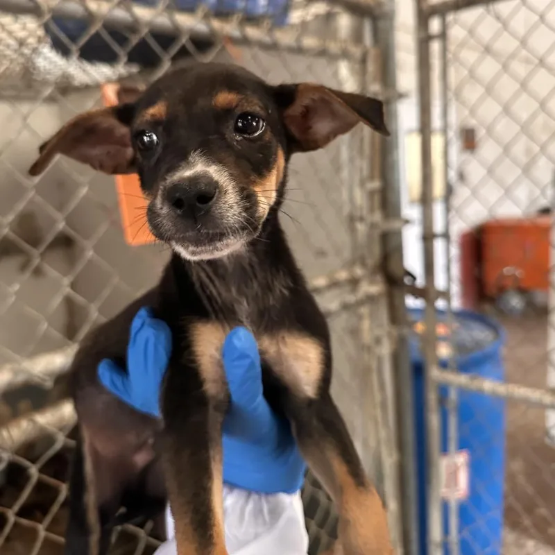 A baby small-sized male Black Terrier dog named Elmo for adoption in Edinburg, TX
