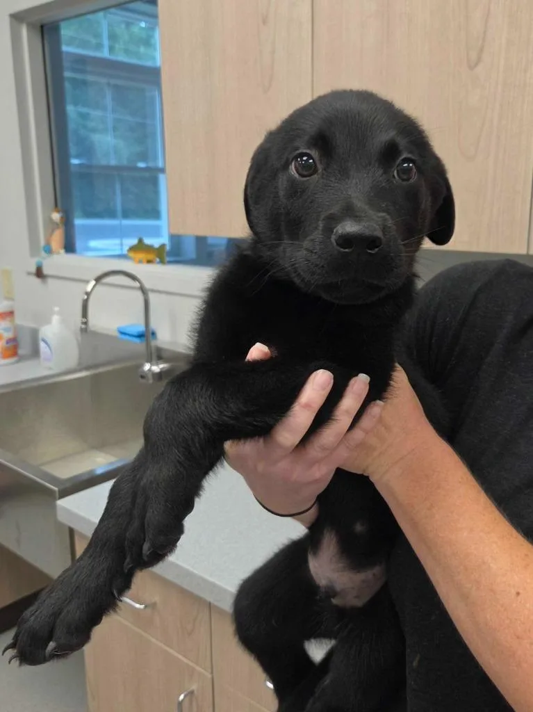 A baby large-sized male Rottweiler dog named Fried Oreo for adoption in Chillicothe, OH