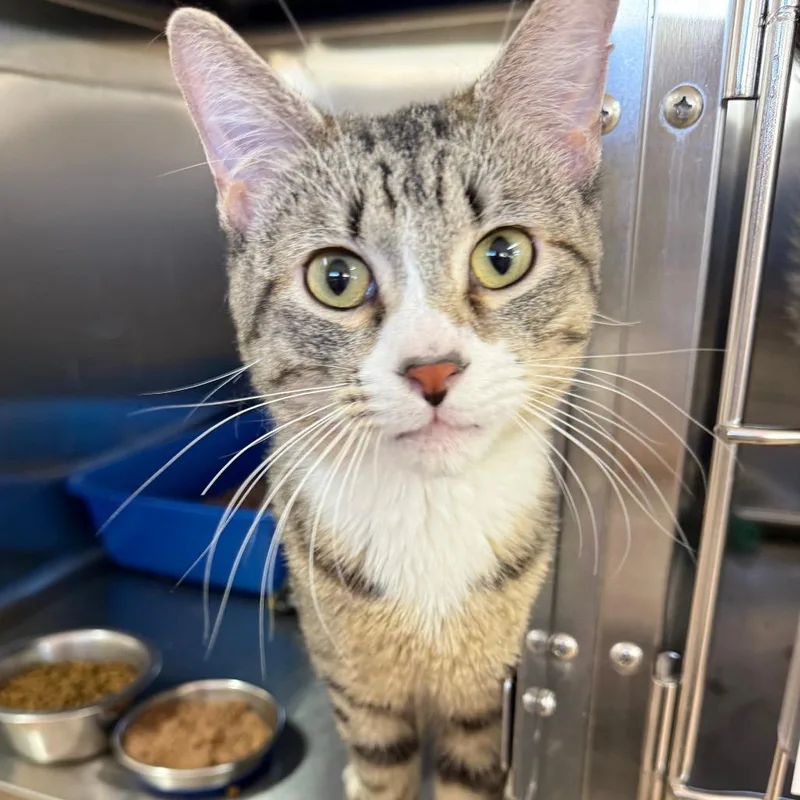 An adult medium-sized male Gray / Blue / Silver Domestic Short Hair cat named Miguel for adoption in Kanab, UT
