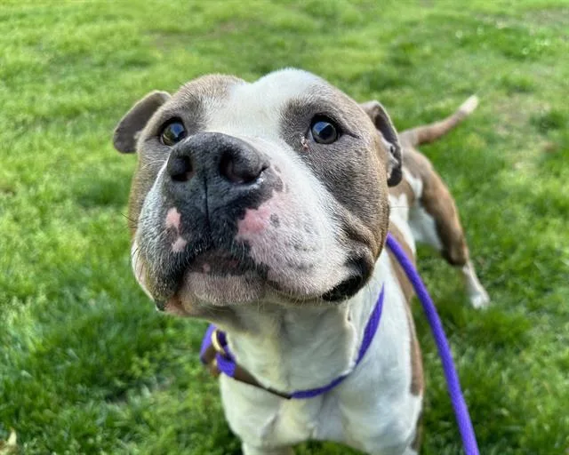 An adult medium-sized male Pit Bull Terrier dog named Mr Harold for adoption in Charlotte, NC