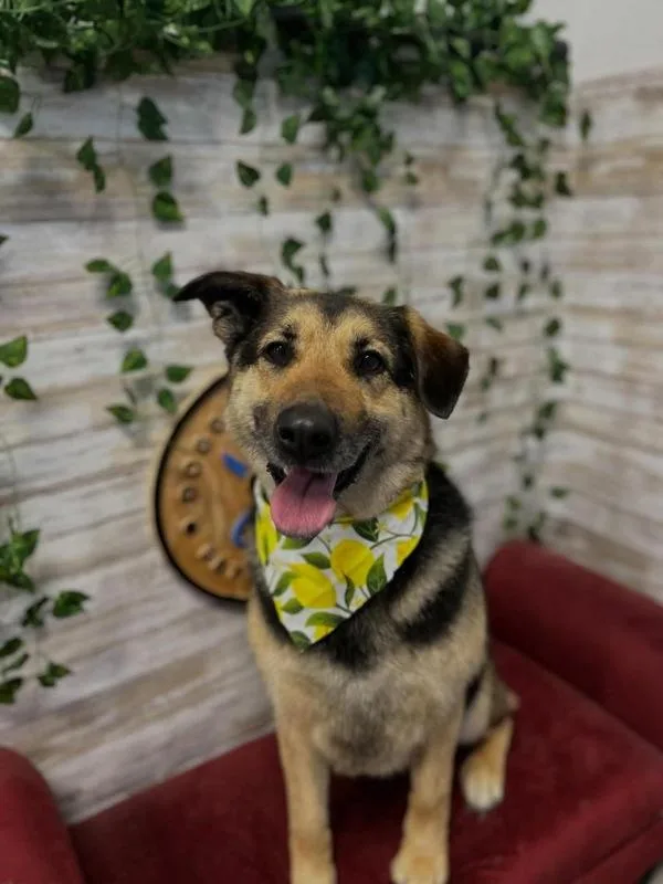 An adult large-sized female German Shepherd Dog dog named Daisy for adoption in Kennewick, WA