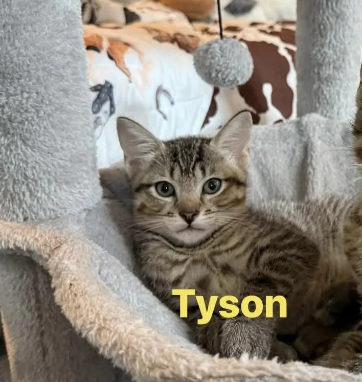 Tyson thumbnail 2