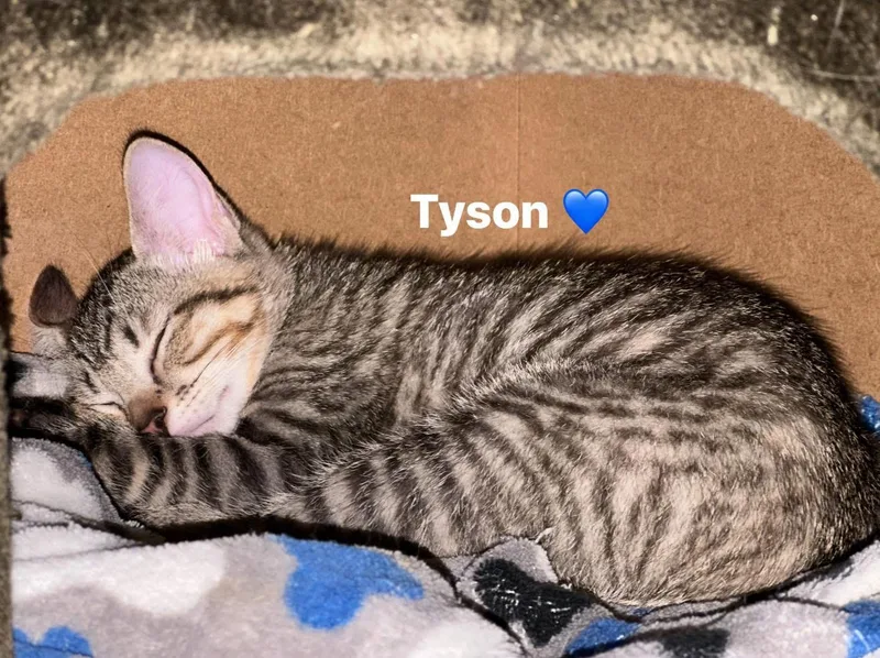 Tyson thumbnail 4