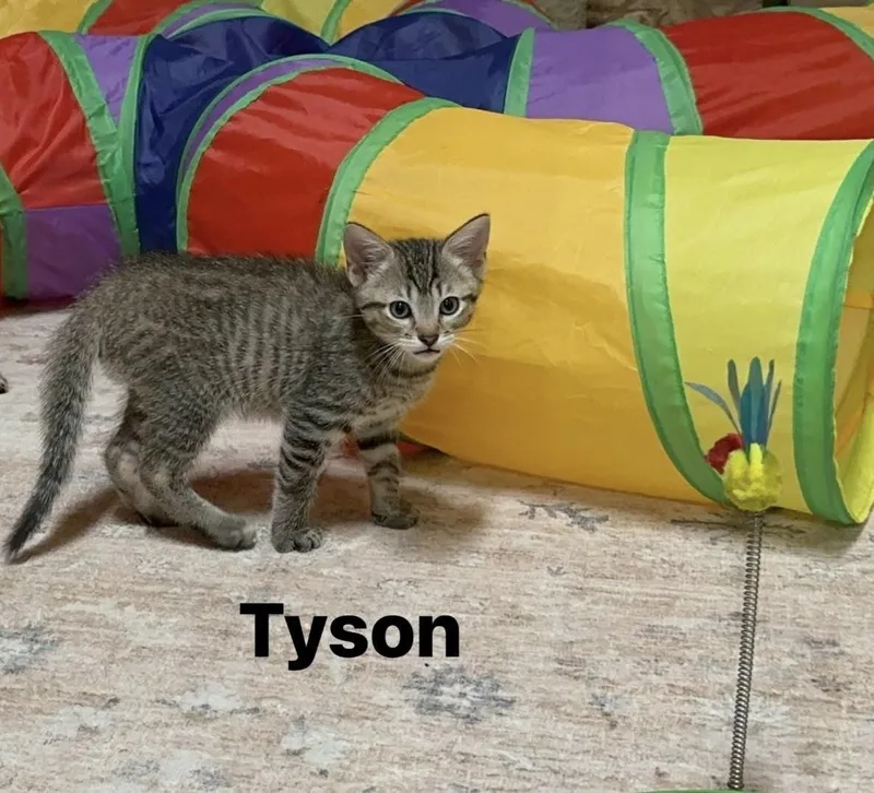 Tyson thumbnail 5