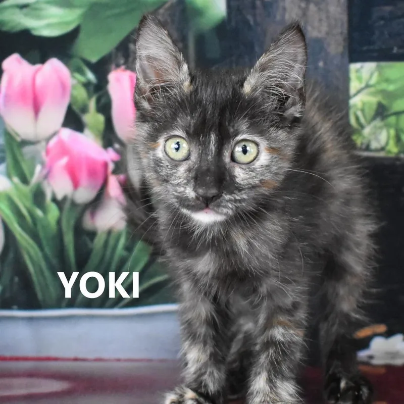 Yoki thumbnail 2