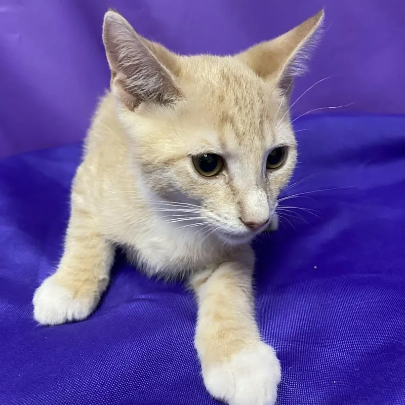 A baby small-sized male Buff / Tan / Fawn Domestic Short Hair cat named Lupine for adoption in North Myrtle Beach, SC
