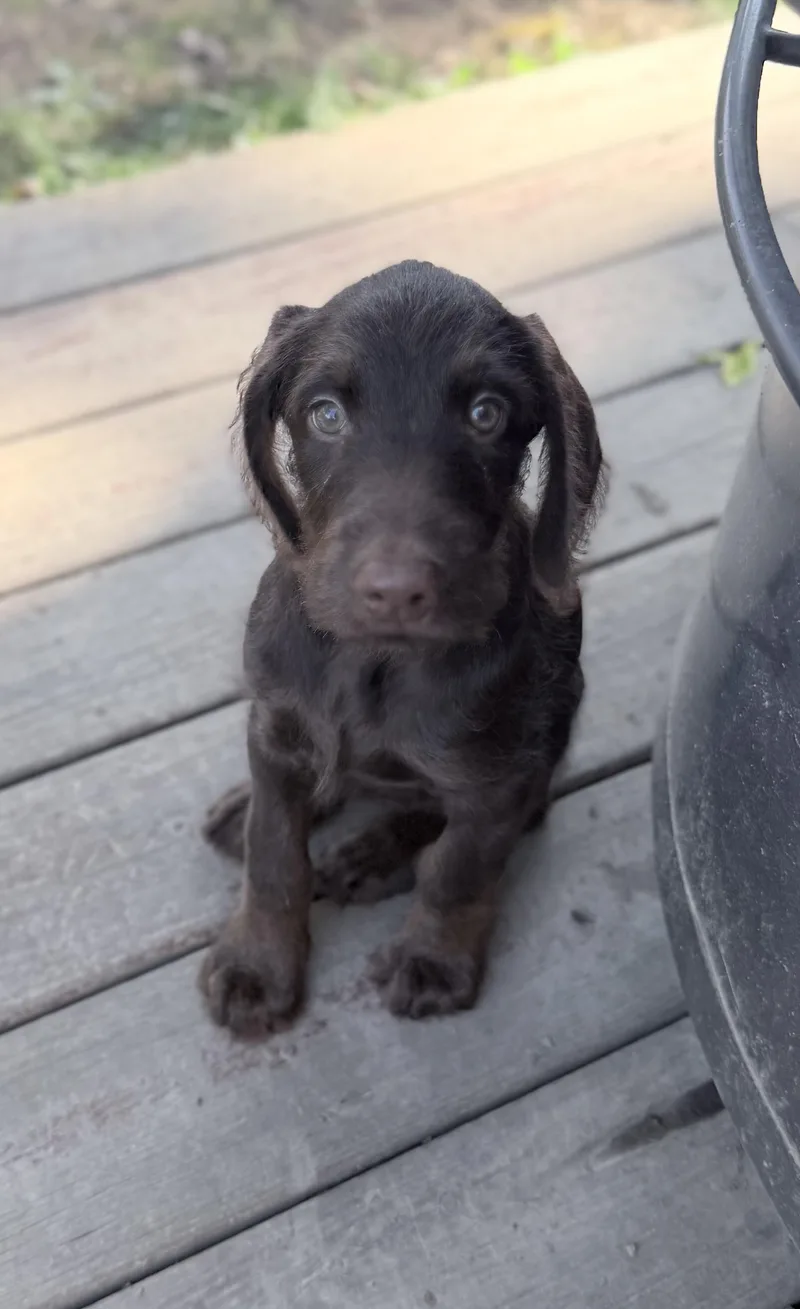A baby large-sized female Doberman Pinscher dog named Chicken Wing for adoption in Darien Center, NY